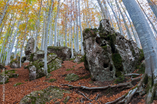 Beech forest (Fagus sylvatica) in Autumn at Monte Amiata, Tuscany, Italy. photo