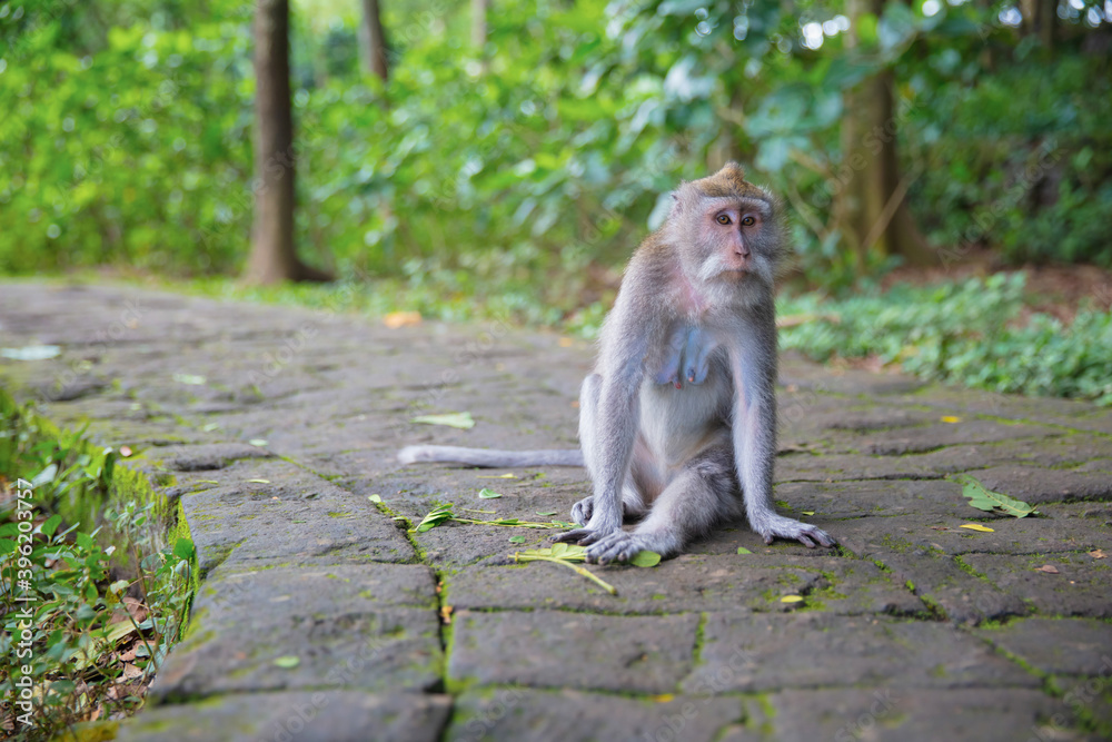 Calm monkey sitting on the sidewalk