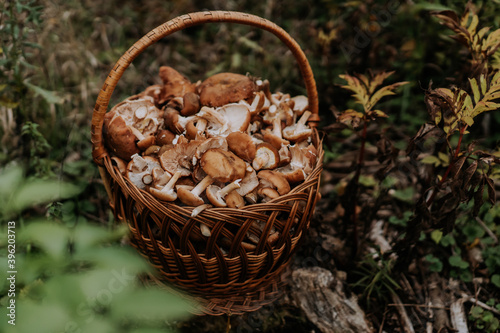 Basket full of gathered mushrooms from forest. Honey agarics, fungus concept,