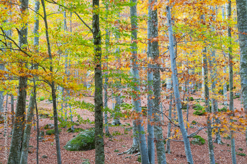 Beech forest (Fagus sylvatica) in Autumn at Monte Amiata, Tuscany, Italy.