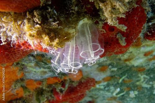 Transparent seasquirts (Clavelina lepadiformis) in Mediterranean Sea
