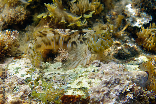 Sphinx blenny or Hen-like blenny (Aidablennius sphynx) in Mediterranean Sea photo