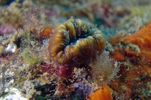 Scarlet coral or Pig-tooth coral (Balanophyllia europaea) in Mediterranean Sea photo