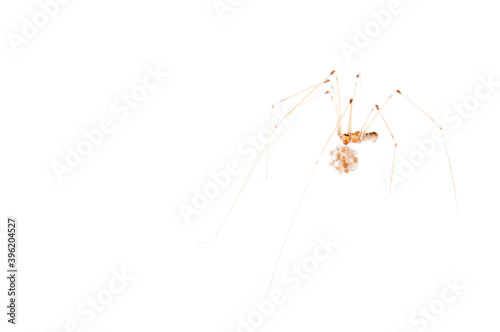 Daddy long-legs spider (Pholcus phalangioides) female with eggs on white background, Italy.