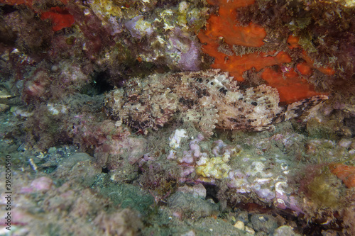 Black Scorpion-fish (Scorpaena porcus) in Mediterranean Sea