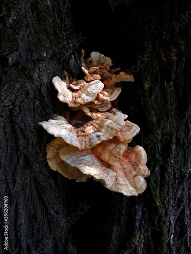 mushrooms in the forest
Bački Monoštor
 photo