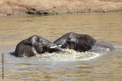Afrikanischer Elefant im Mphongolo River  African elephant in Mphongolo River   Loxodonta africana.