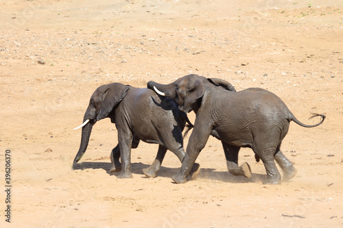 Afrikanischer Elefant   African elephant   Loxodonta africana..