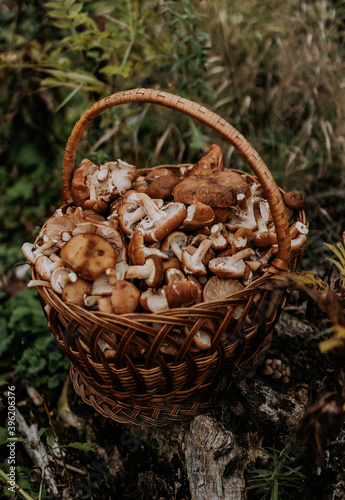 Basket full of gathered mushrooms from forest. Honey agarics, fungus concept,