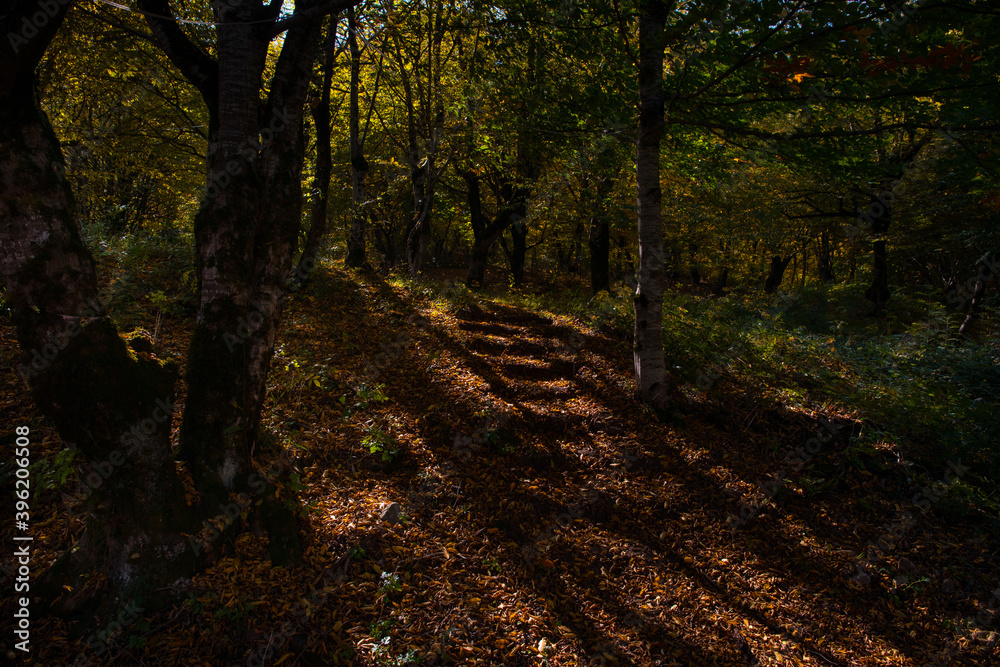 Obraz premium Amazing view with colorful autumn forest with asphalt mountain road at sunset. Beautiful landscape with empty road, trees and sunlight in the evening in autumn. Travel background. Nature
