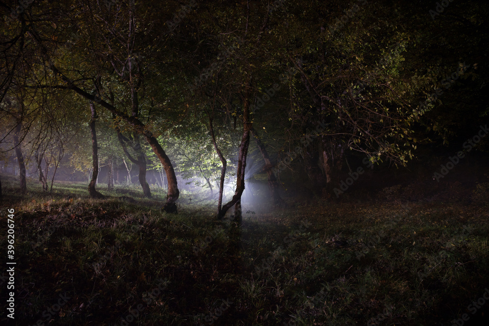Obraz premium strange light in a dark forest at night. Silhouette of person standing in the dark forest with light. Dark night in forest at fog time. Surreal night forest scene. Horror halloween concept. Fairytale