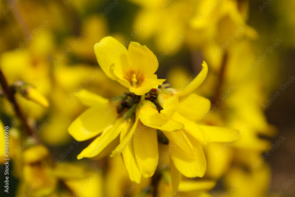 Forsythia flowers in front of with green grass and blue sky. Golden Bell, Border Forsythia. Forsythia flowers in front of with green grass and blue sky. Golden Bell, Border Forsythia.