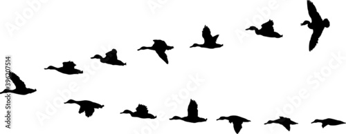 Photography silhouettes of ducks migration