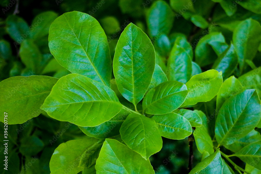 Green leaves of bushes or trees, background. Green leaves of bushes or trees, background.