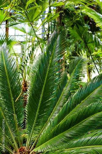 Palm leaves dark green background  nature  garden tropical