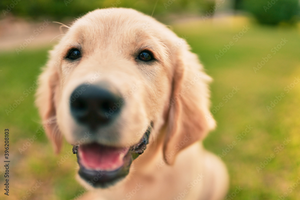 Beautiful and cute golden retriever puppy dog having fun at the park sitting on the green grass. Lovely labrador purebred doggy Beautiful and cute golden retriever puppy dog having fun at the park sitting on the green grass. Lovely labrador purebred doggy