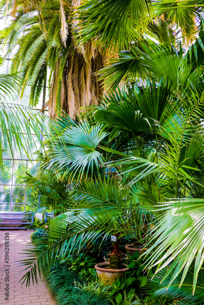 Palm leaves dark green background, nature, garden tropical.