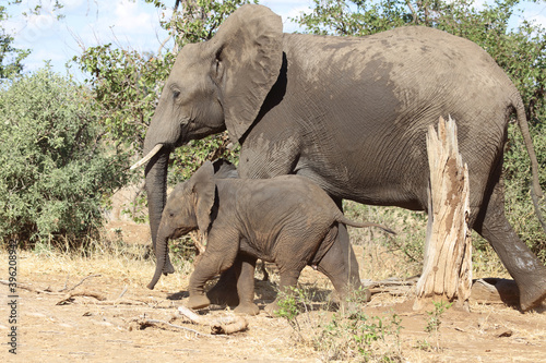 Afrikanischer Elefant   African elephant   Loxodonta africana.