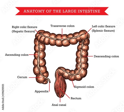 Human large intestine anatomy, vector sketch medicine aid scheme of body organ parts names, gastroenterology treatment. Engraved medical visual aid poster with intensine for hospital or clinic
