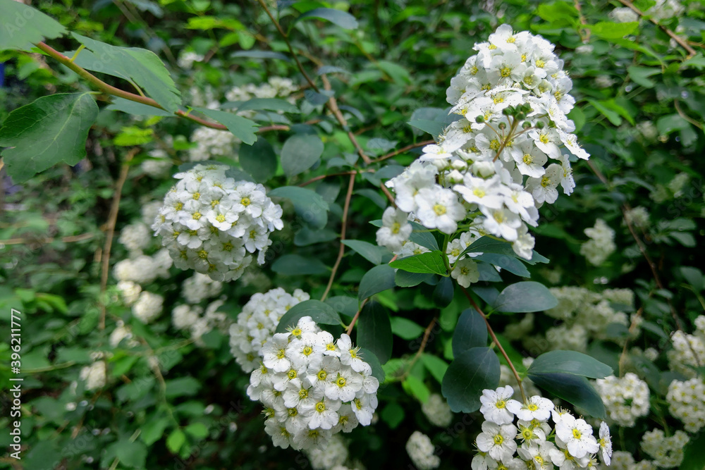White flowers and green leaf of common lantana plant. White flowers and green leaf of common lantana plant.