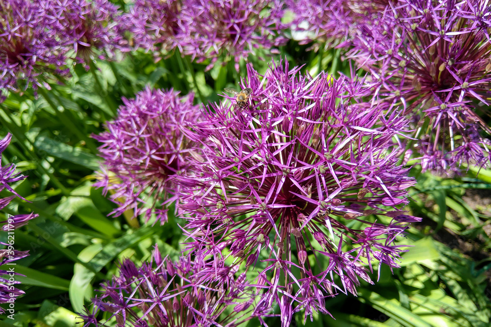 Flower head of Allium Purple Sensation Allium aflatunense in summer garden. Flower head of Allium Purple Sensation Allium aflatunense in summer garden.