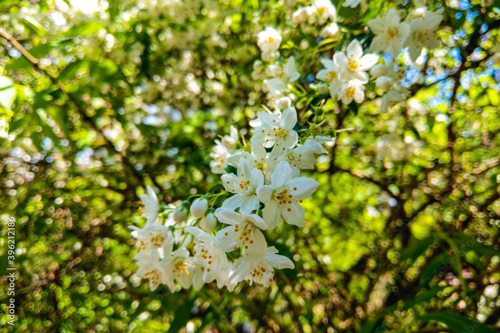 Flowers of the cherry blossoms on a spring day. nature Flowers of the cherry blossoms on a spring day. nature