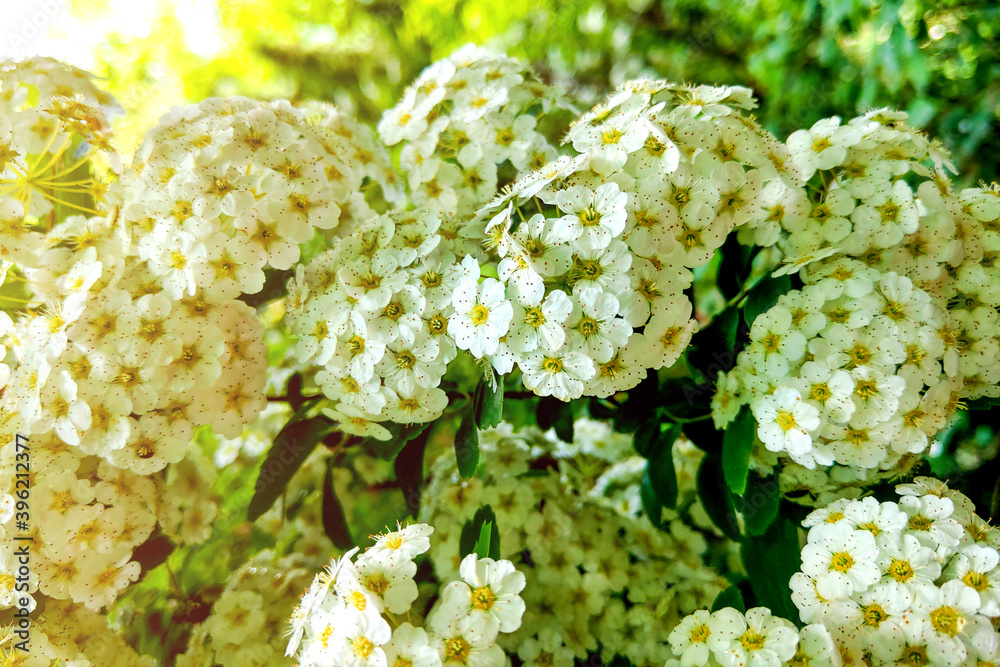 White Viburnum opulus Roseum blooming shrub ornamental garden plant known as Sterile or Snowball.