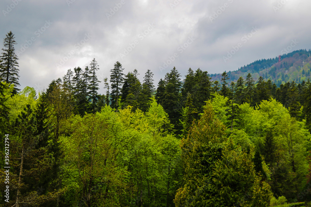 View of the dense, moist, dark forests in Romania on a gloomy, not sunny day. Strange forest with terrible and scary stories, witches and ghosts. View of the dense, moist, dark forests in Romania on a gloomy, not sunny day. Strange forest with terrible and scary stories, witches and ghosts.
