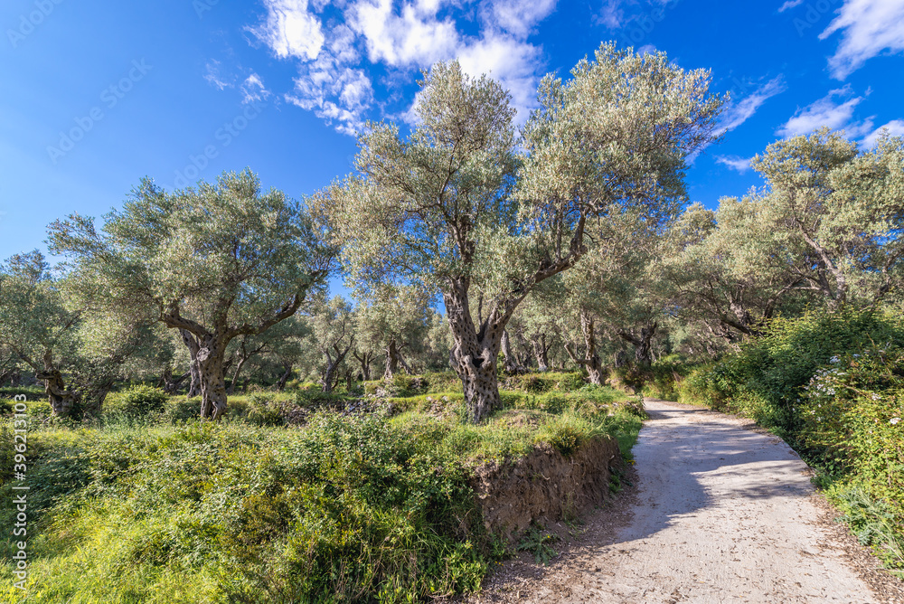 Road in large plantation of olive trees near Bar city in Montenegro Road in large plantation of olive trees near Bar city in Montenegro