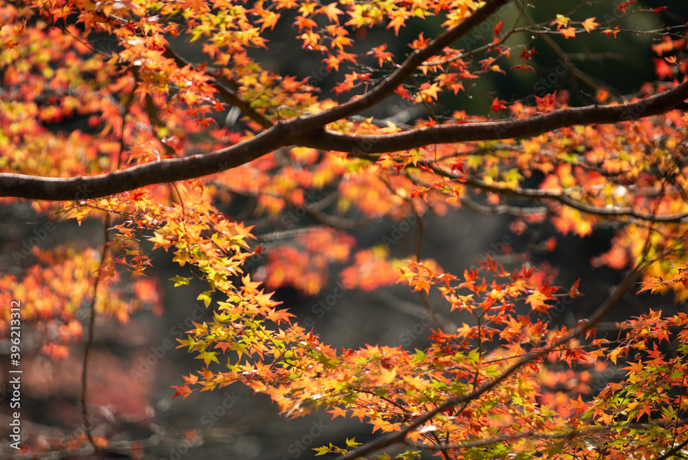 秋と紅葉のモミジ
