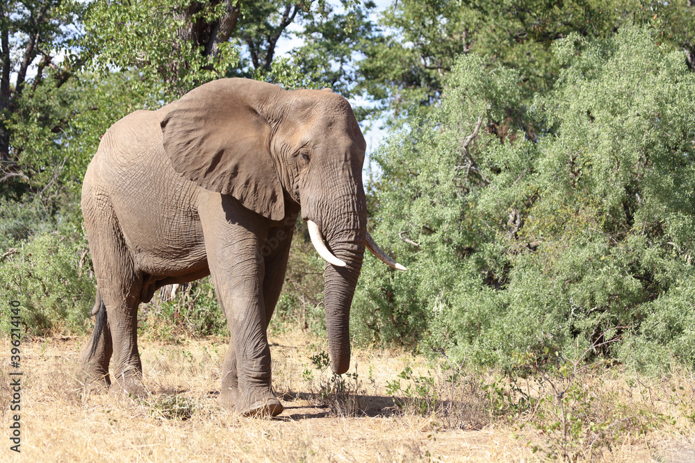 Afrikanischer Elefant / African elephant / Loxodonta africana