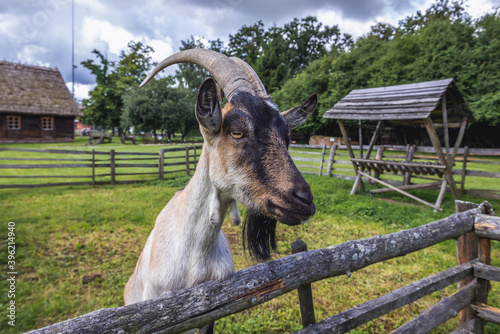 Fototapeta Naklejka Na Ścianę i Meble -  Portrait of a goat in Wegorzewo, Masuria region of Poland
