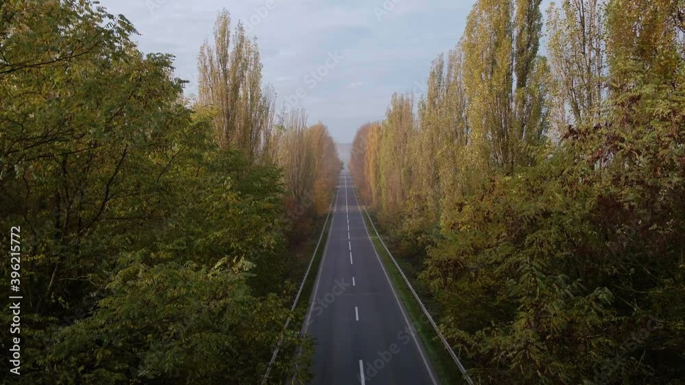 Alea trees along the asphalt road in autumn