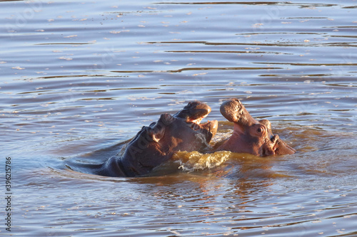 Flu  pferd   Hippopotamus   Hippopotamus amphibius