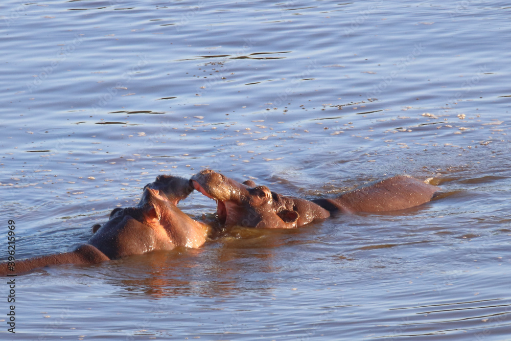 Fototapeta premium Flußpferd / Hippopotamus / Hippopotamus amphibius.