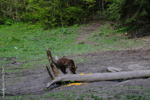 Wild bear sits in a clearing on a small log and eats corn  animals.