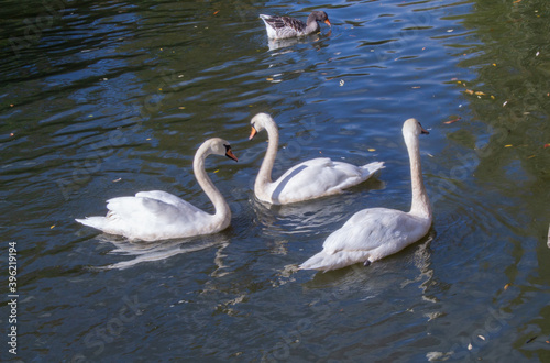 Lovely white swans live in the pond