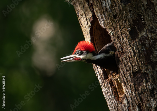 Pileated Woodpecker Portrait in Florida 