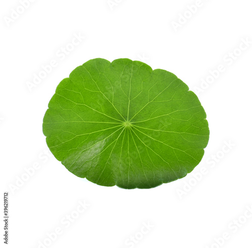 Asiatic Leaf Herb gotu kola  indian pennywort  centella asiatica  tropical herb isolated on white background. ayurveda herbal medicine inhibited or slowed growth of cancer cells Help prevent cancer