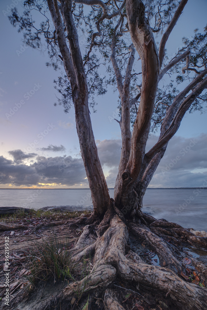 Lake Cootharaba scenery at sunrise, near the Noosa Everglade, in Queensland, Australia