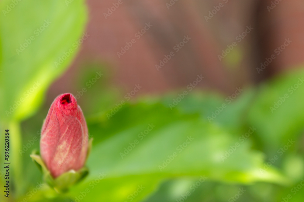 Flor rosa, violeta, roja en botón casi por florecer en el bosque con una hoja verde y fondo desenfocado. Flor rosa, violeta, roja en botón casi por florecer en el bosque con una hoja verde y fondo desenfocado.