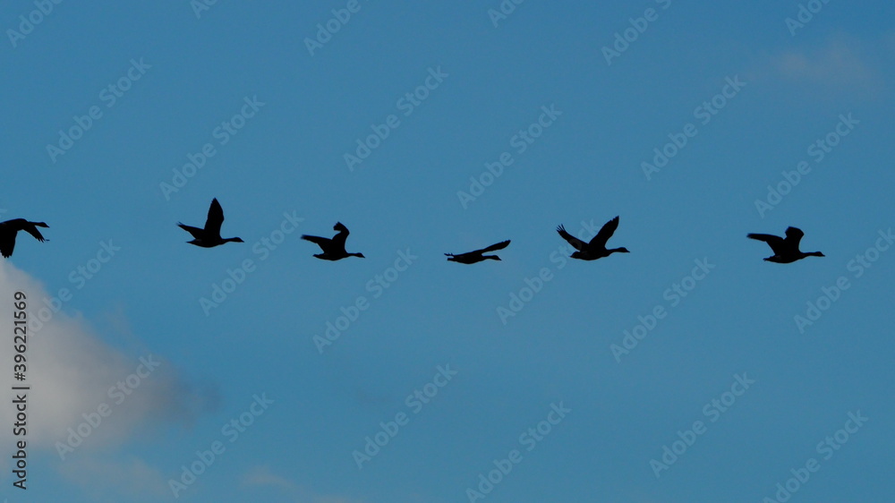 silhouettes of canada geese in flight silhouettes of canada geese in flight