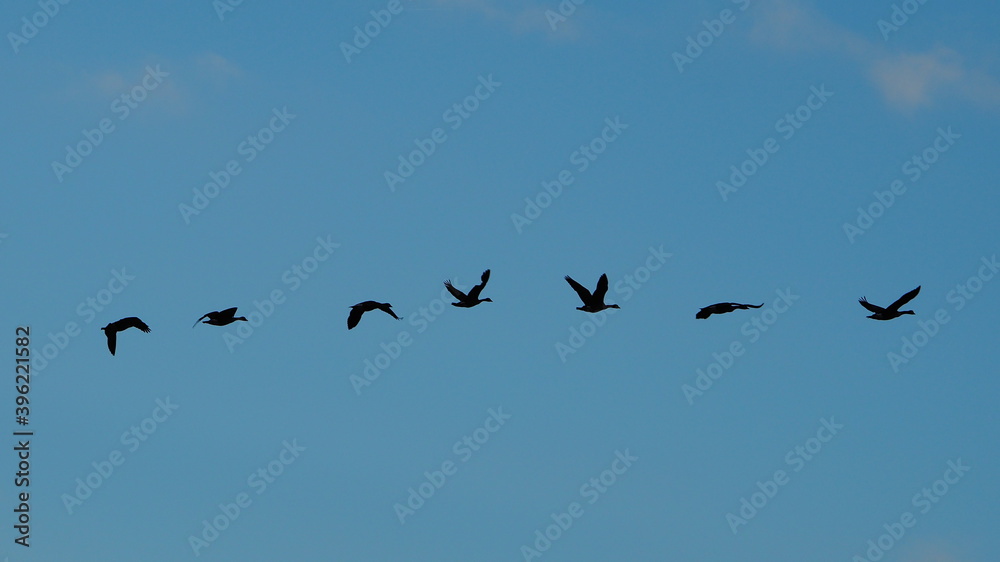 silhouettes of canada geese in flight