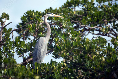 Great Blue Heron Perched High in a Tree