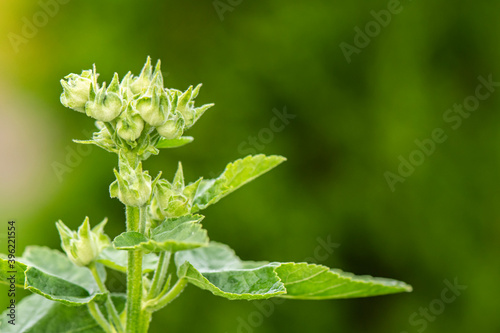 Unopened buds mallow closeup with stems and leaves