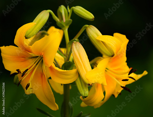 Blooming yellow Lily close-up in the center of the frame