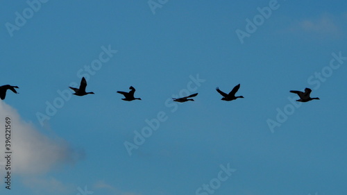 silhouettes of canada geese in flight © jesuis terun_vision