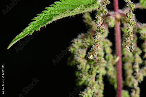 Adult nettle Bush with hanging drops of dew from the buds