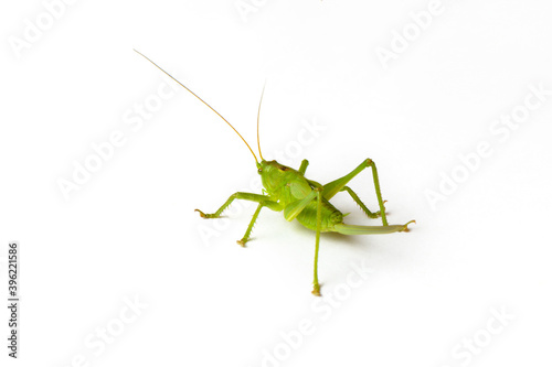 Green grasshopper Tettigonia cantans isolated on white background close-up, live insect