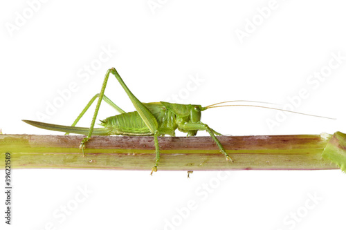 green grasshopper sitting on branch isolated on white background closeup